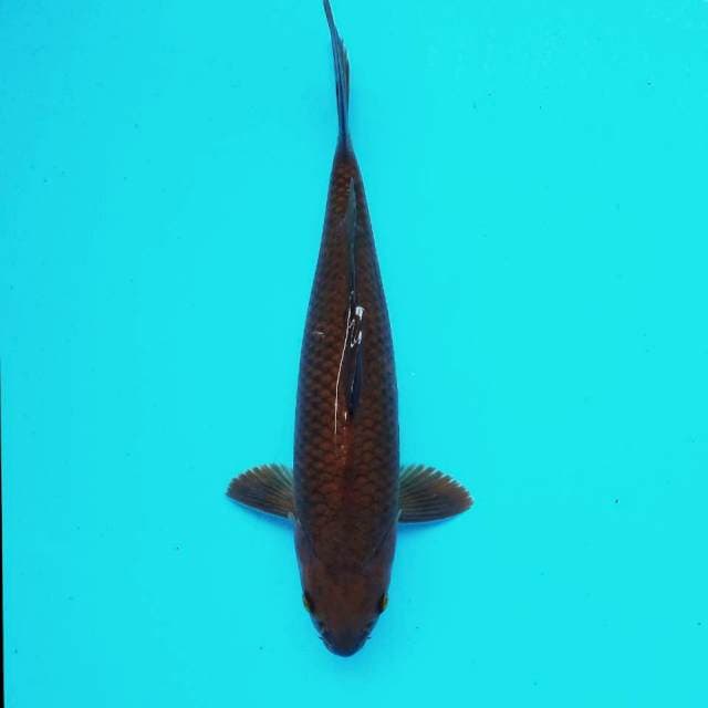 F. Chagoi Tembaga #30cm