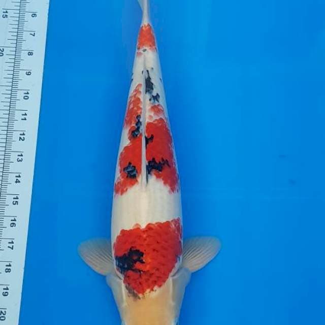 GOROMO SANKE 46CM