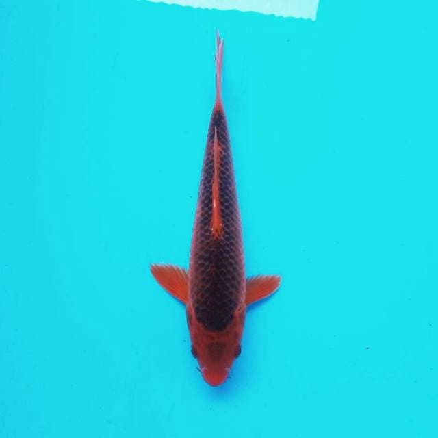 I. Aka Matsuba Plus #24cm