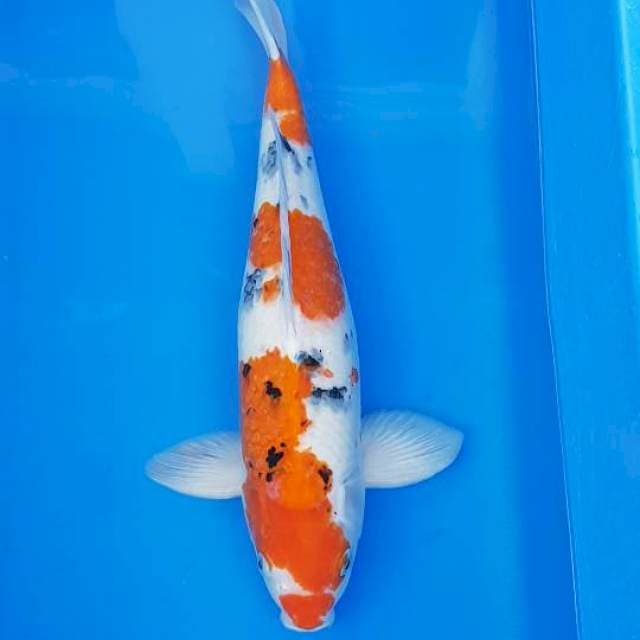 Sanke 43cm