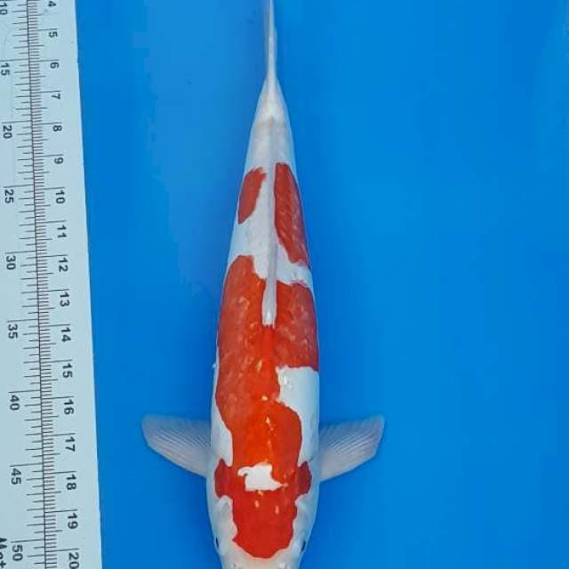 Kohaku doitsu 43cm