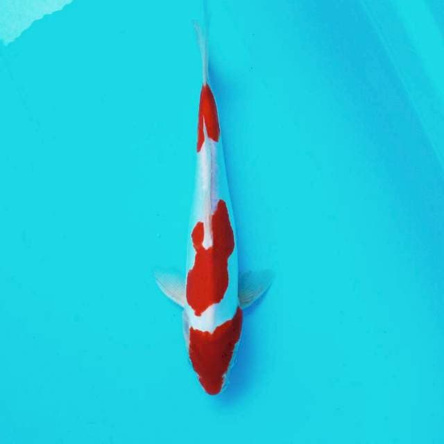 L. Doitsu Kohaku #29cm