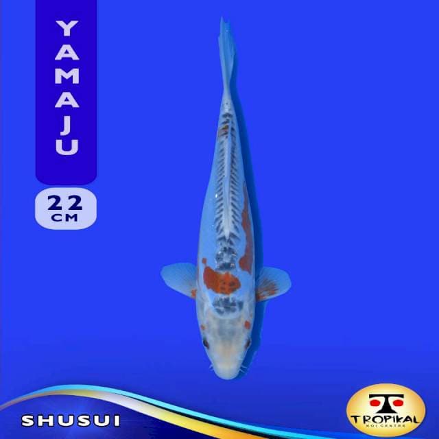 Shusui (Yamaju Farm) 22cm. Import & Sertifikat