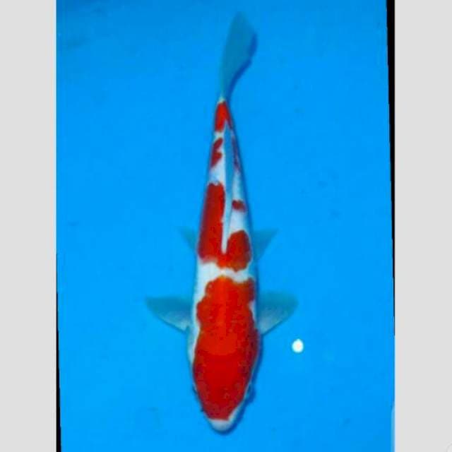 kohaku original 4step