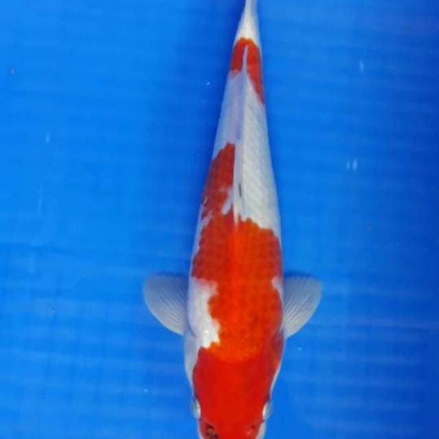 Showa
