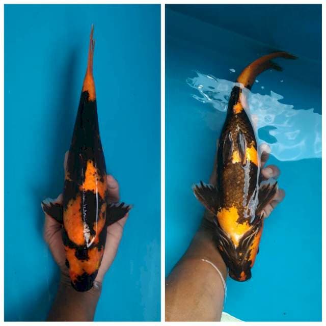 Utsuri 35cm, Female