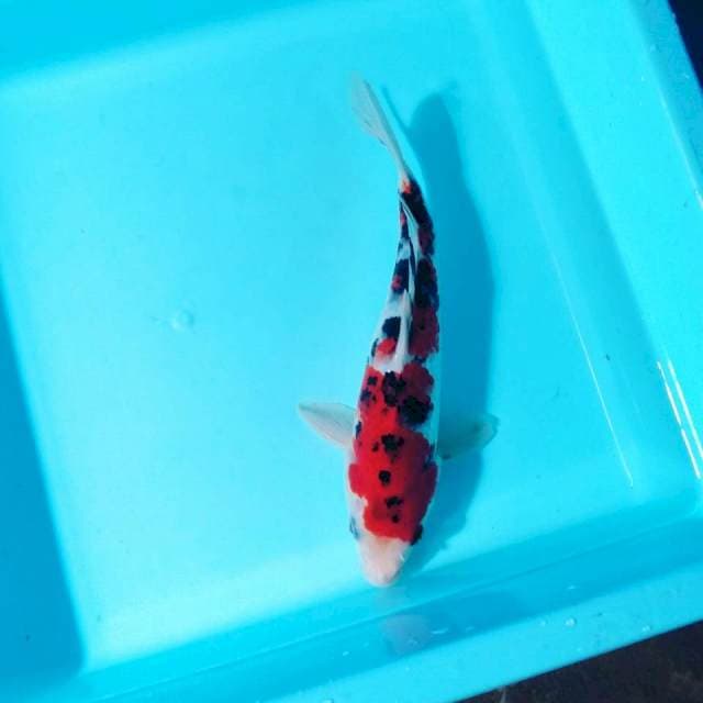 Sanke Quatity 23 cm male
