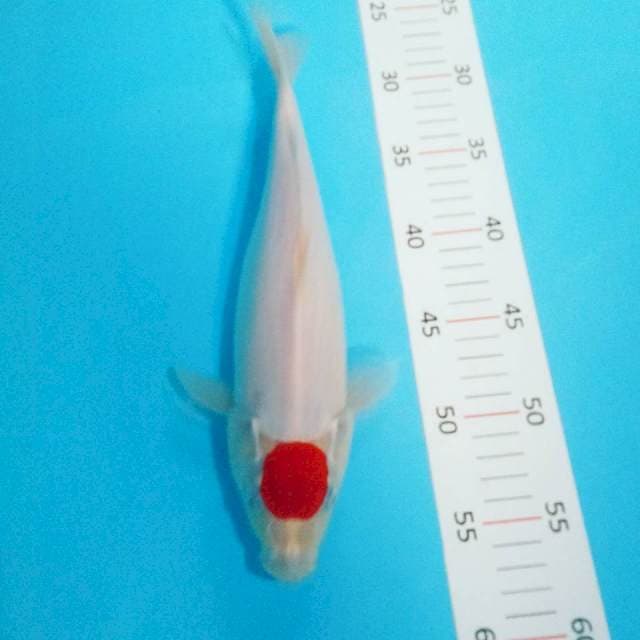 Tancho kohaku 30cm
