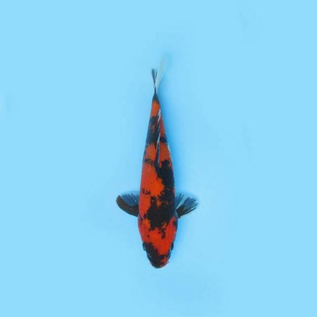 BKS ( HI SHOWA 31 CM )