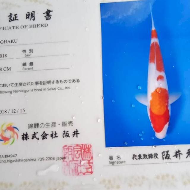 Kohaku import serty