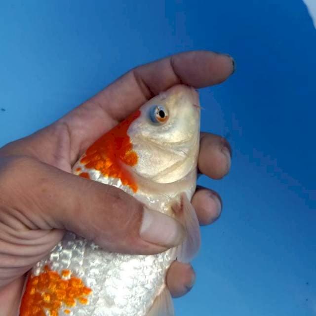 Kohaku ginrin munuk