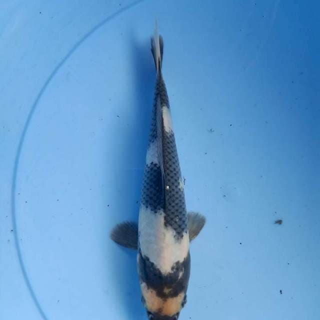 Shiro jos berpunuk