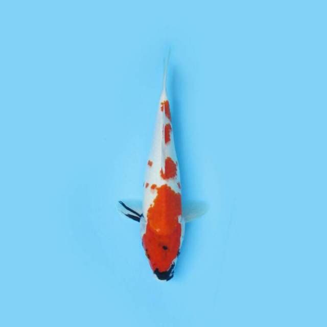 BKS ( SHOWA 32 CM )