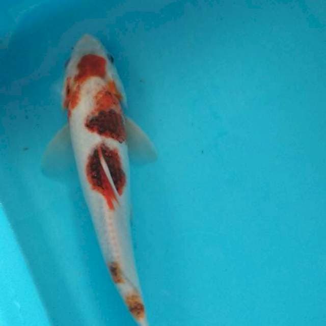 Goromo 26cm