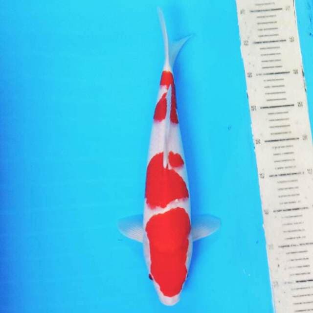 Kohaku 02