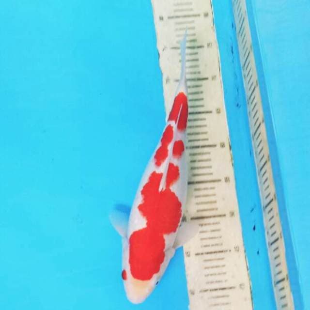 Kohaku 03