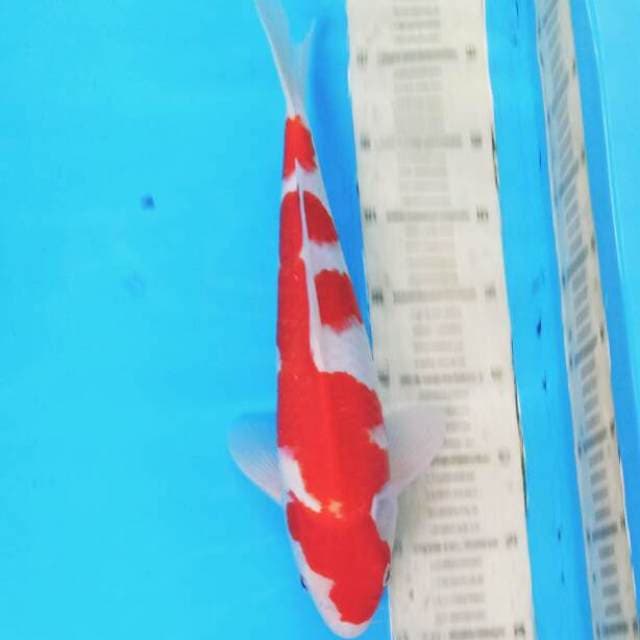 Kohaku 04