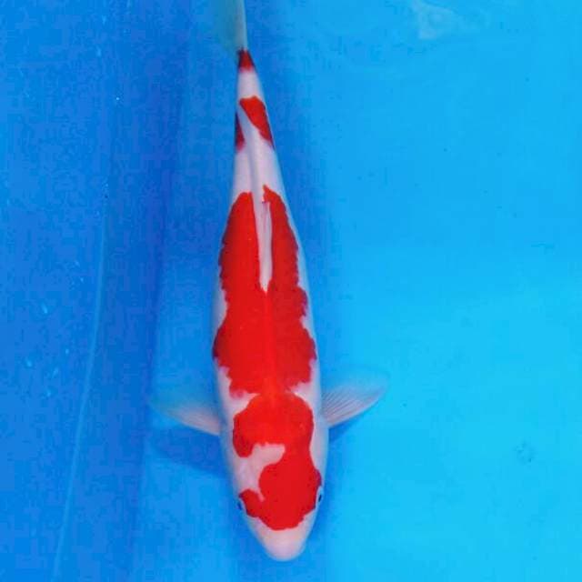 Kohaku 05