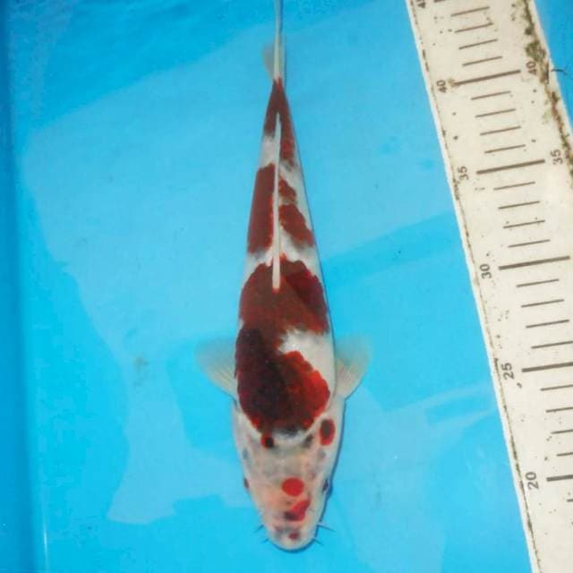 Ai goromo27 cm