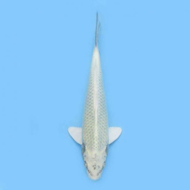 BKS ( PLATINUM 30 CM )