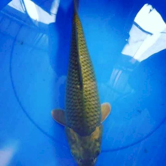 Chagoi 35 cm