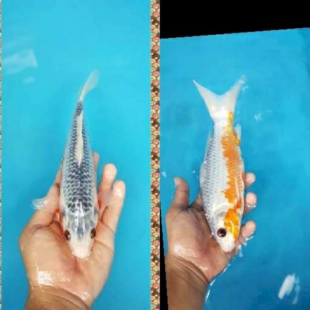 asagi 25cm