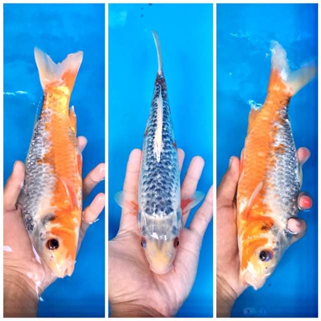 Asagi 26cm