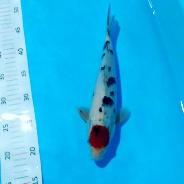 Tancho showa 30cm male