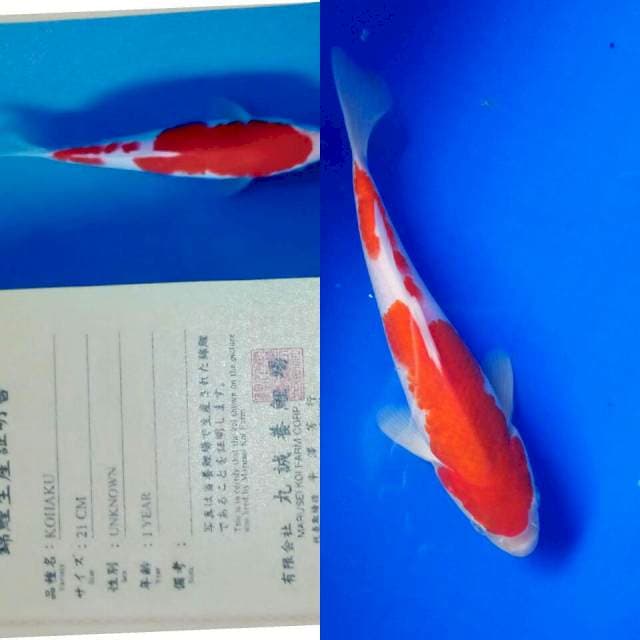 Kohaku import marusei