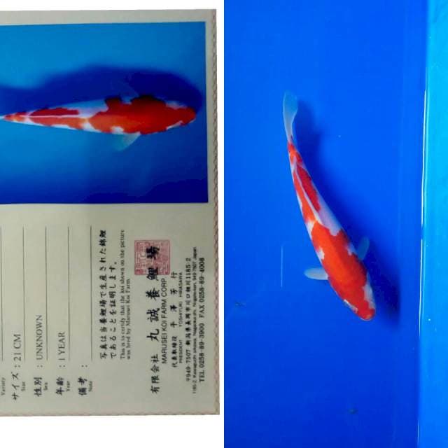 Kohaku import marusei