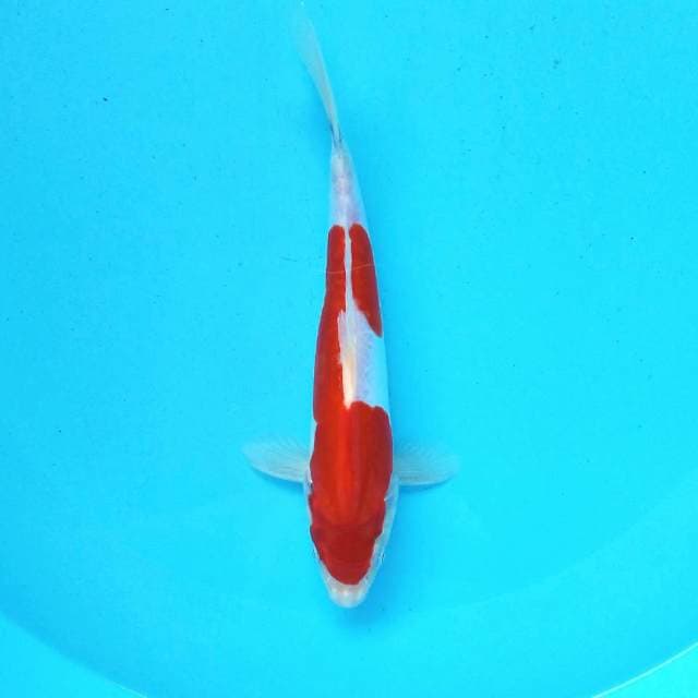 2. Doitsu Kohaku || 25 cm