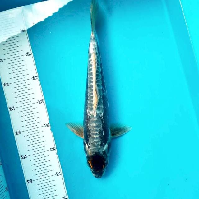 6. Tancho Kiko || 36 cm