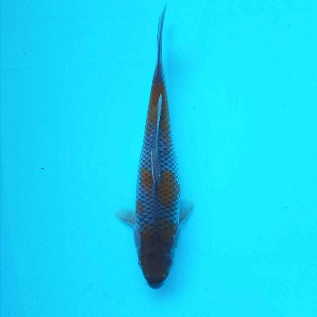 8. Ochiba Medium || 30 cm