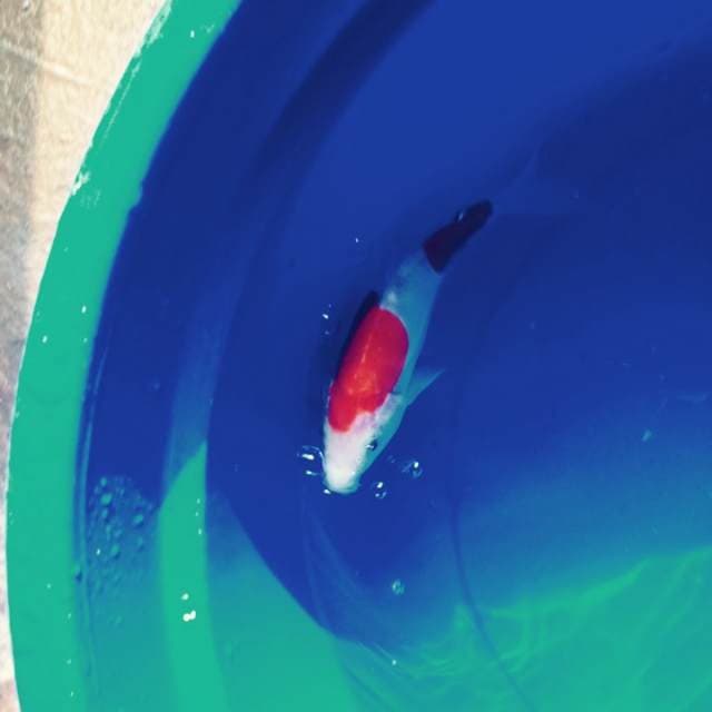 kohaku 2step koleksi