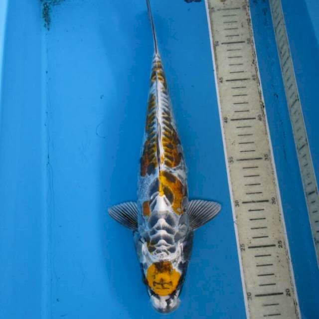 Pratama35cm
