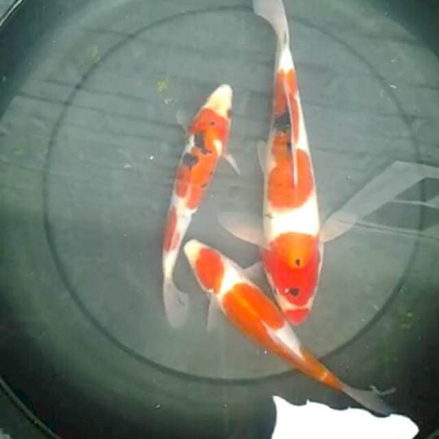 mix Kohaku Sanke, 20-28cm