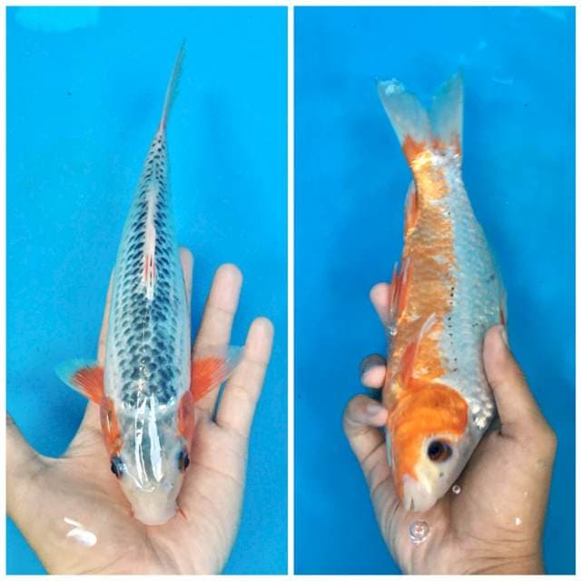 Asagi 25cm