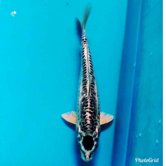 TANCHO HITAM ANTIK