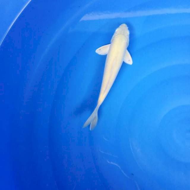 Khaarasi