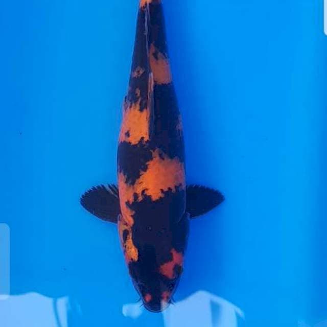 Hi utsuri 33cm
