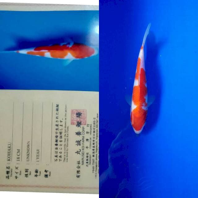 Kohaku import marusei