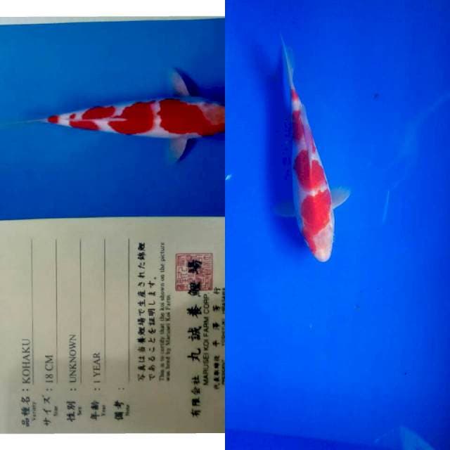 Kohaku import marusei