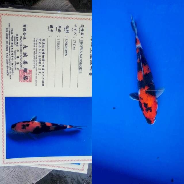 Showa import marusei
