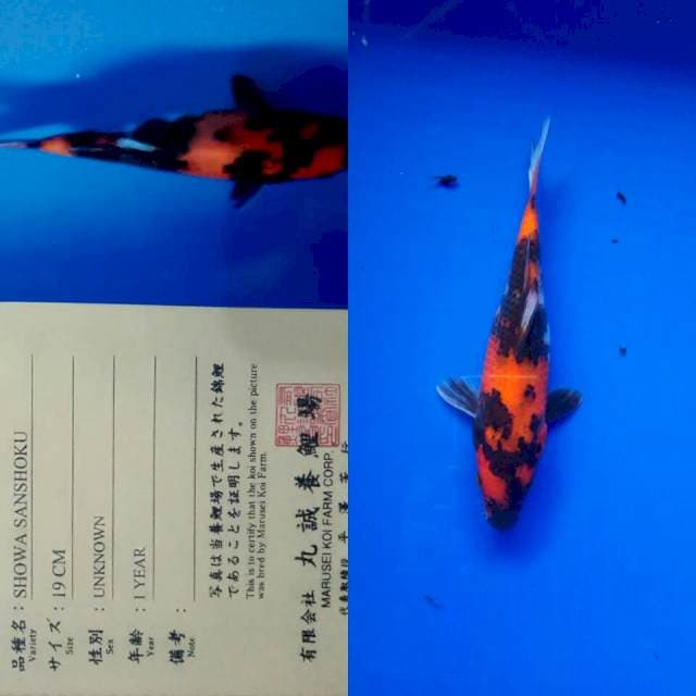Showa import marusei
