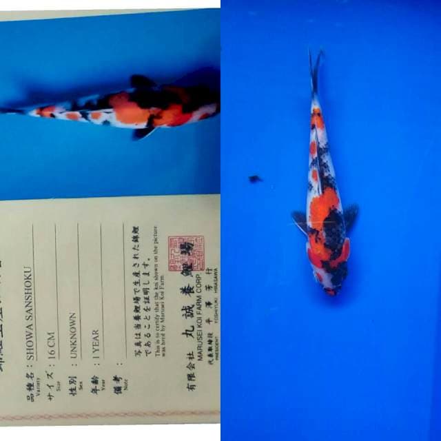 Showa import marusei