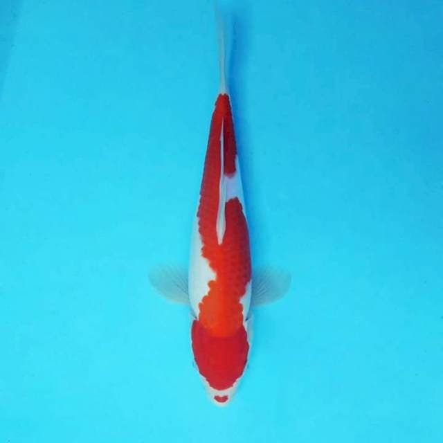 AKIKO 7 - INAZUMA KOHAKU ®