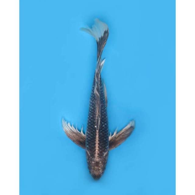 King Of Kumpai, 50cm