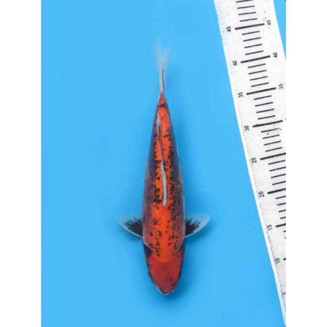 Beni Kumonryu, 34cm