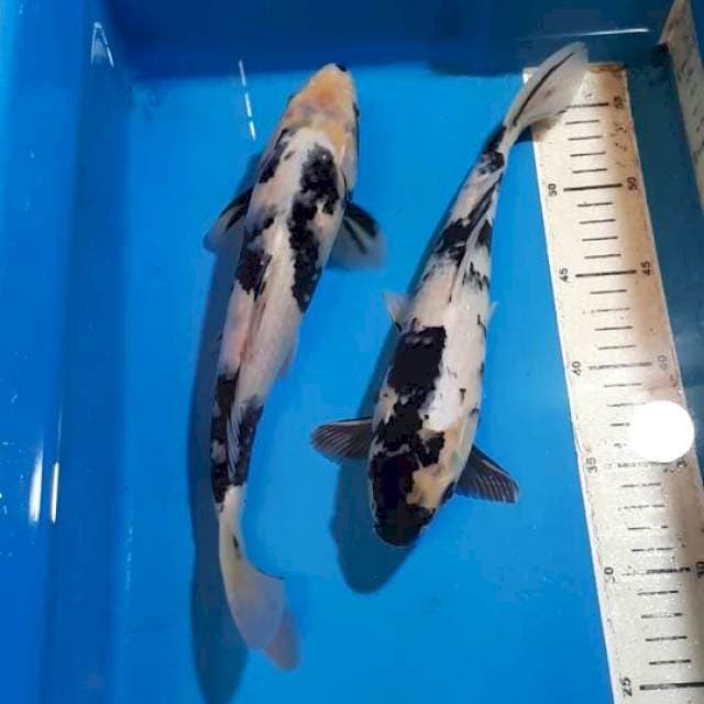 SHIRO 28&30 CM