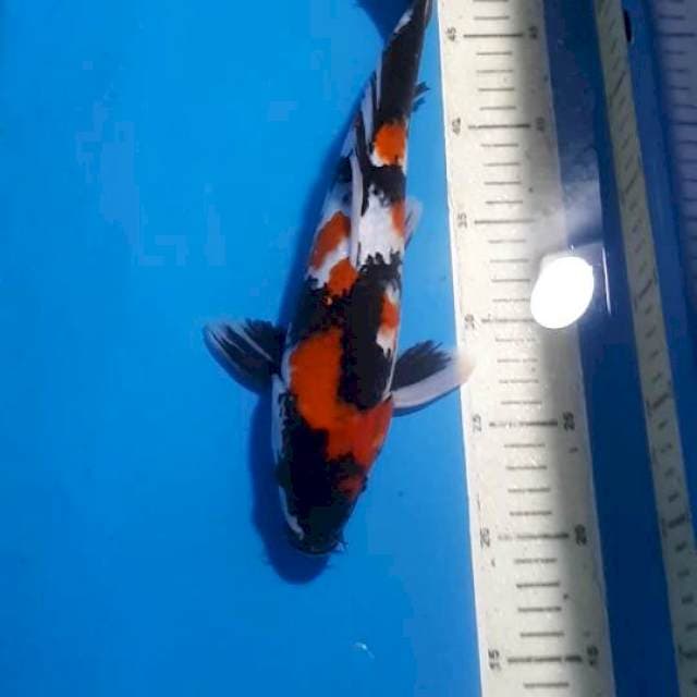 SHOWA BLACK STRONG 31 CM